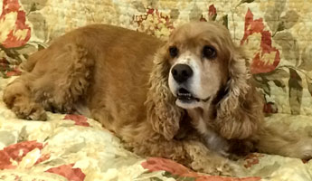 Resting indoors at Adam's Folly Bed & Biscuit Doggie Daycare